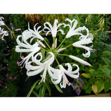 (5) NERINE BOWDENII ALBA
