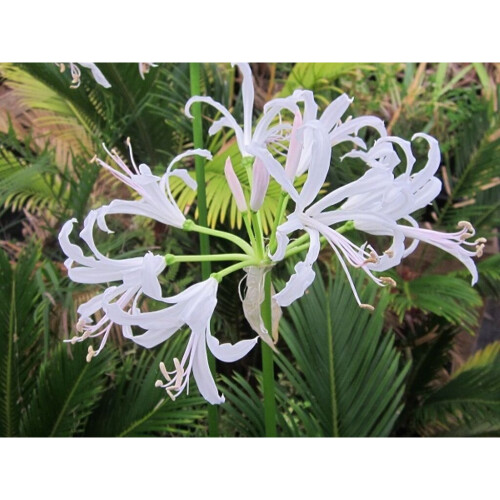(6) NERINE BOWDENII ALBA 2