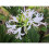 (5) NERINE BOWDENII ALBA 3