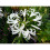 (6) NERINE BOWDENII ALBA 1