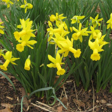 (10) FEBRUARY GOLD NARCISSUS Miniature Daffodil/Narcissi