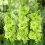 (10) GREEN STAR GLADIOLI LARGE FLOWERED 1