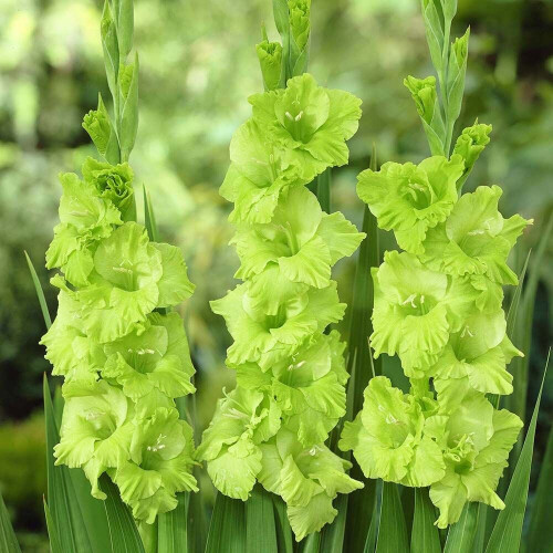 (10) GREEN STAR GLADIOLI LARGE FLOWERED