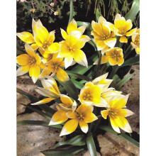 (6) Ready Potted 9cm Pot TARDA (DASYSTEMON) SPECIE TULIP