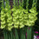 (10) GREEN STAR GLADIOLI LARGE FLOWERED 2