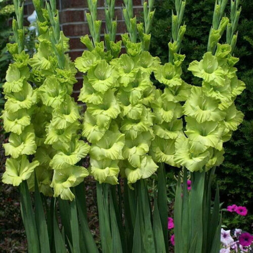 (10) GREEN STAR GLADIOLI LARGE FLOWERED 1