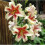 (6) ALBANY Oriental Lily 1
