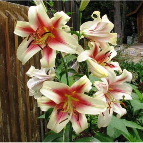 (6) ALBANY Oriental Lily