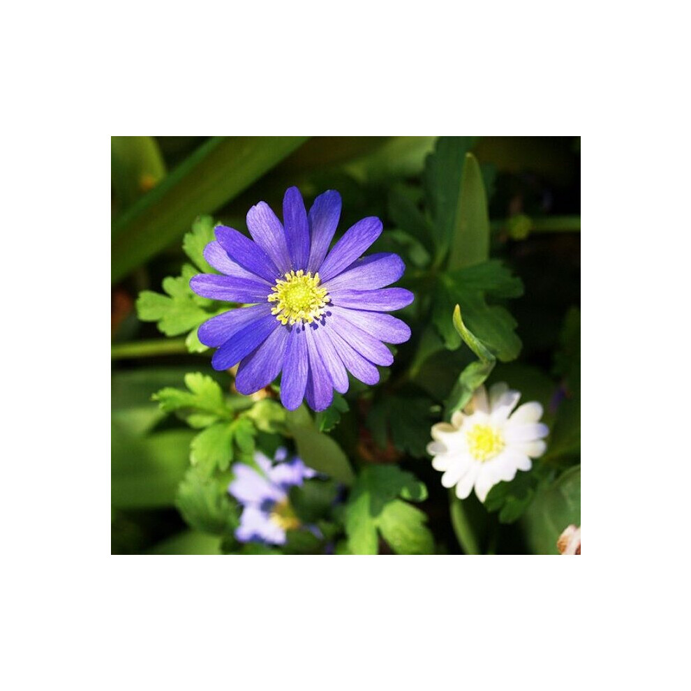 (20) Anemone Blanda - Blue Shades