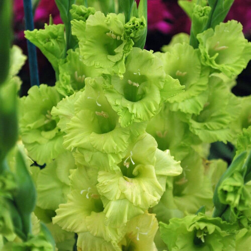 (10) GREEN STAR GLADIOLI LARGE FLOWERED 2