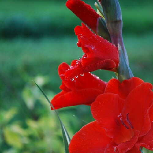 (10) HUNTING SONG GLADIOLI LARGE FLOWERED 1