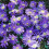 (20) Anemone Blanda - Blue Shades 2