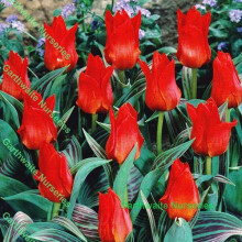 (1) Ready Potted 9cm Pot Red Riding Hood Greigii Tulip Bulbs