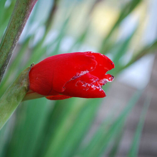 (10) HUNTING SONG GLADIOLI LARGE FLOWERED 2