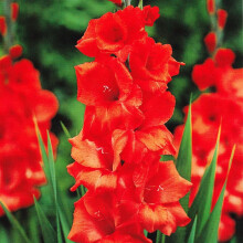 (100) HUNTING SONG GLADIOLI LARGE FLOWERED