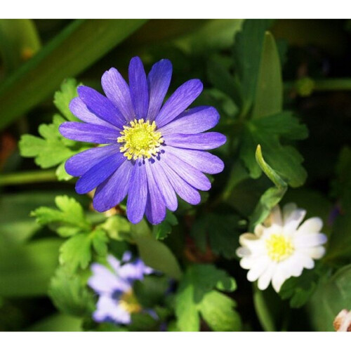 (10) Anemone Blanda - Blue Shades