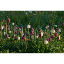 (20) FRITILLARIA MELEAGRIS (SNAKESHEAD LILY)