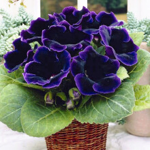 (1) VIOLACEA GLOXINIA BULBS/CORMS