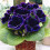 (1) VIOLACEA  GLOXINIA   BULBS/CORMS 1