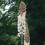 (1) EREMURUS ROBUSTUS FOXTAIL LILY 3
