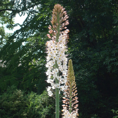 (1) EREMURUS ROBUSTUS FOXTAIL LILY 2
