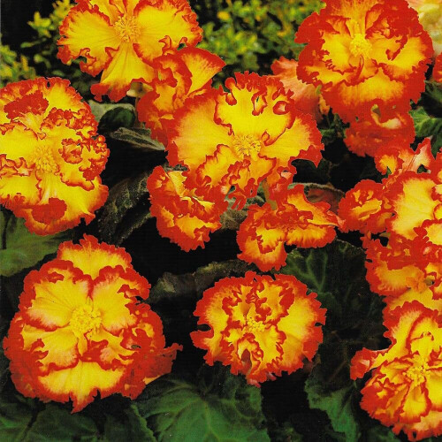 (12) YELLOW & RED  CRISPA MARGINATA