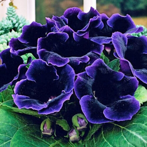 (1) VIOLACEA  GLOXINIA   BULBS/CORMS 1