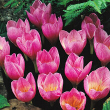 (20) Crocus- Zonatus