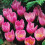 (20) Crocus- Zonatus 1