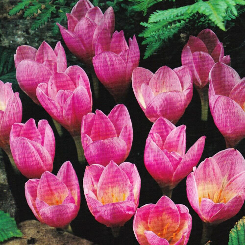(20) Crocus- Zonatus