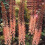 (1) EREMURUS ROBUSTUS FOXTAIL LILY 4