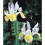(20) IRIS HOLLANDICA APOLLO 2