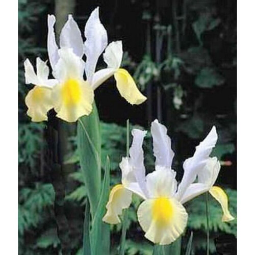 (20) IRIS HOLLANDICA APOLLO 1