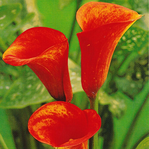 (3) ZANTEDESCHIA  FLAME  CALLA  (Arum) Lily 2