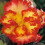 (12) YELLOW & RED  CRISPA MARGINATA 2