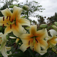 (12) MISTER CAS  ORIENTAL TRUMPET LILY (TREE LIKE LILY)