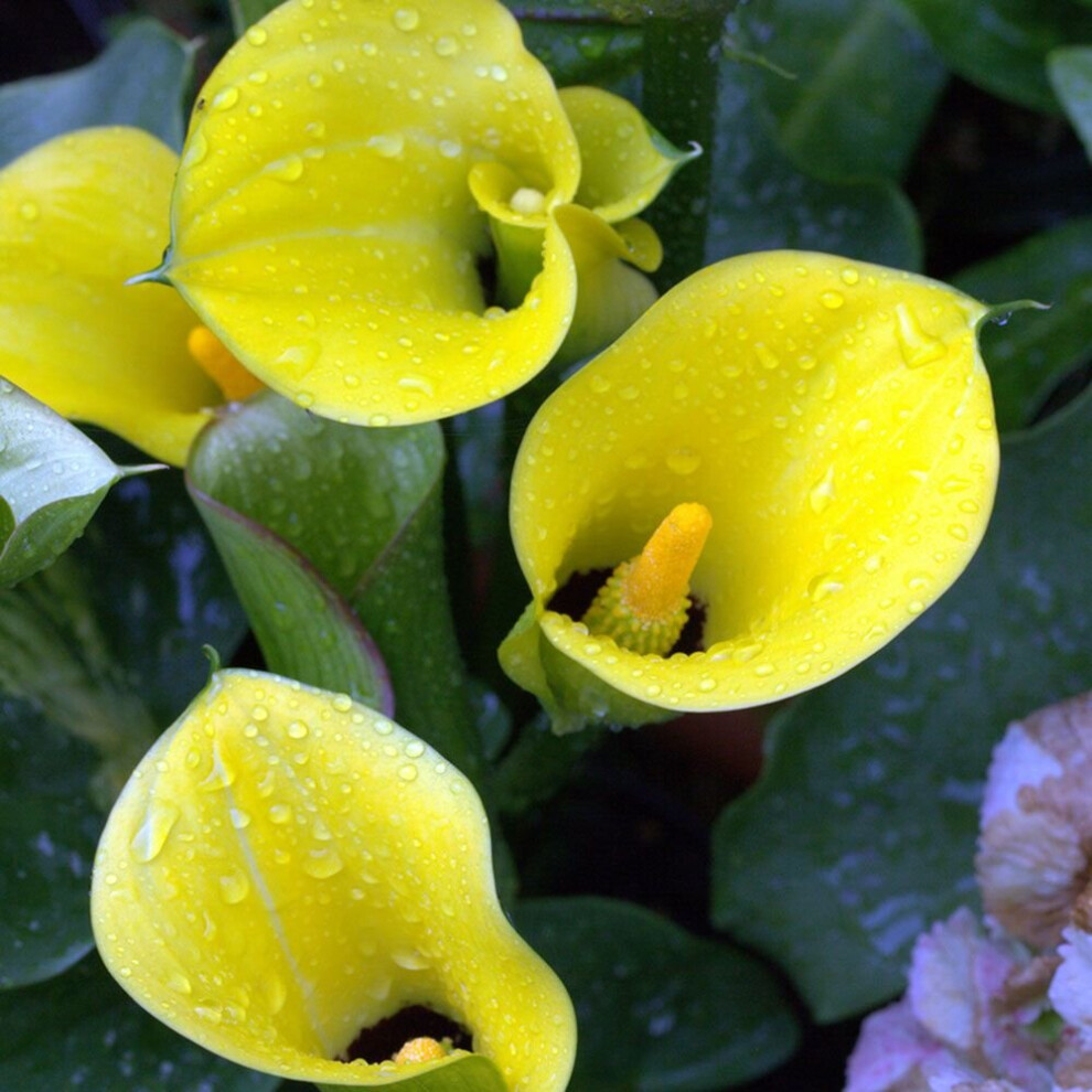 (3) ZANTEDESCHIA  BLACK EYED BEAUTY  CALLA  (Arum) Lily