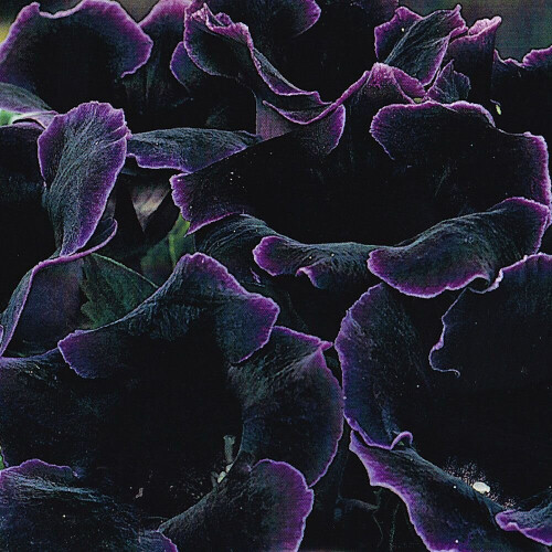 (1) VIOLACEA  GLOXINIA   BULBS/CORMS 2