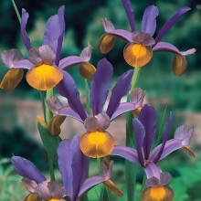(10) IRIS HOLLANDICA FRANS HALS