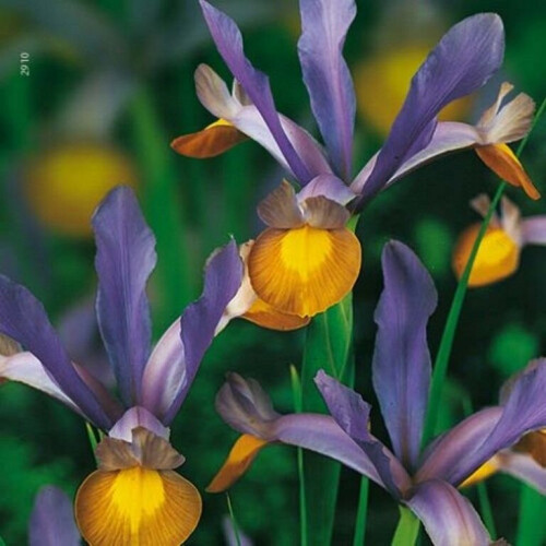 (20) IRIS HOLLANDICA FRANS HALS 2