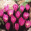 (20) Crocus- Zonatus 2