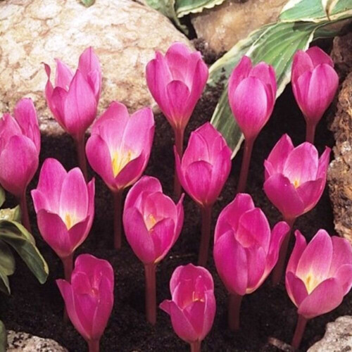 (20) Crocus- Zonatus 1