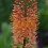 (1) EREMURUS ROBUSTUS FOXTAIL LILY 5