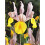 (10) IRIS HOLLANDICA APOLLO 1