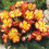 (12) YELLOW & RED  CRISPA MARGINATA 3