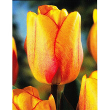 (20) BLUSHING APELDOORN DARWIN HYBRID TULIPS