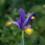 (10) IRIS HOLLANDICA FRANS HALS 2