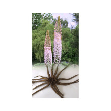 (1) EREMURUS ROBUSTUS FOXTAIL LILY