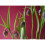 (10) FRITILLARIA  UVA-VULPIS (FOXS GRAPE) 2