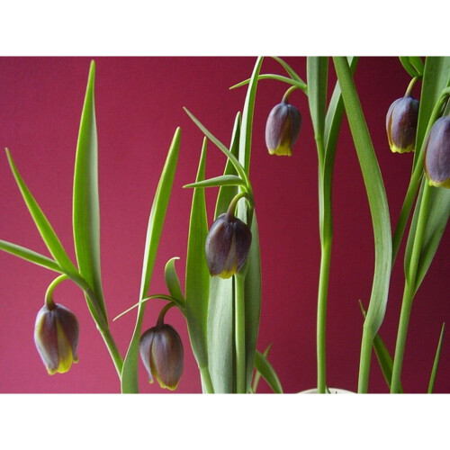 (10) FRITILLARIA  UVA-VULPIS (FOXS GRAPE) 1